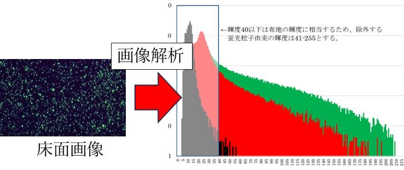 蛍光粒子の輝度評価による解析